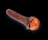 Clove